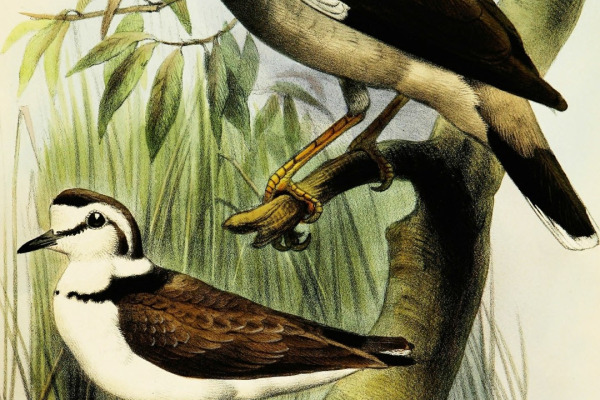 Javan Myna