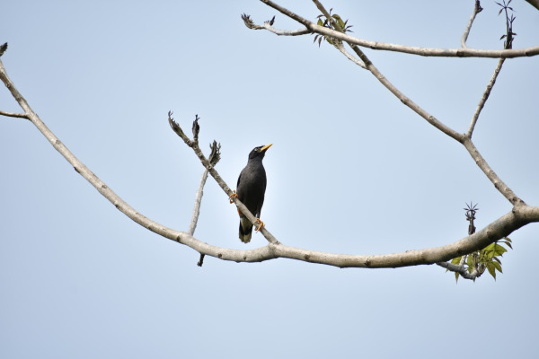 Javan Myna