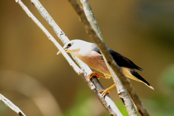 Javan Myna
