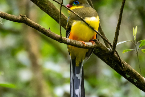 Javan Trogon