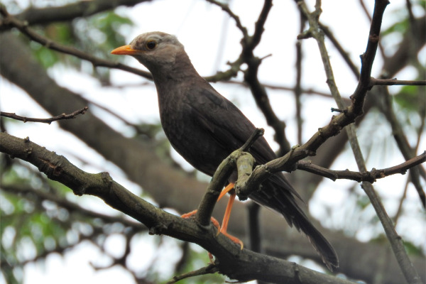 Javan Whistling Thrush