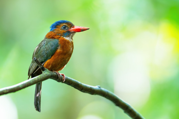 Javanese Trogon