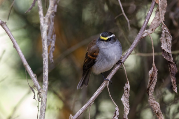 Jelski's Silvicultrix