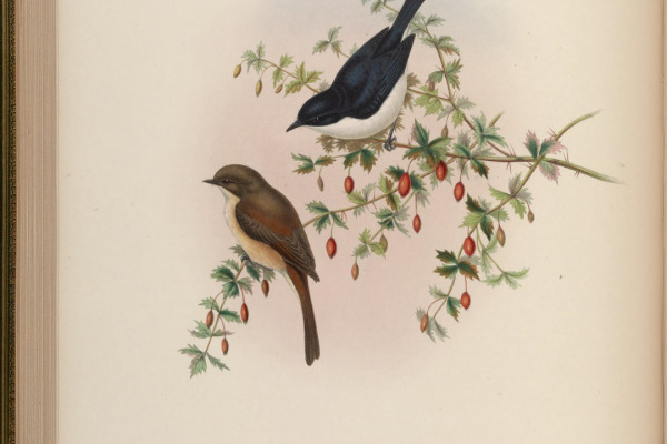 Jerdon's Bush Chat