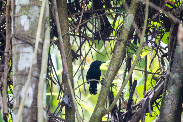 Jet Antbird