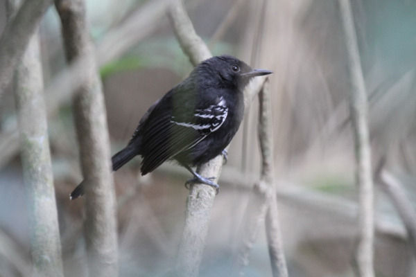 Jet Antbird