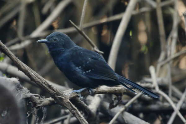 Jet Antbird