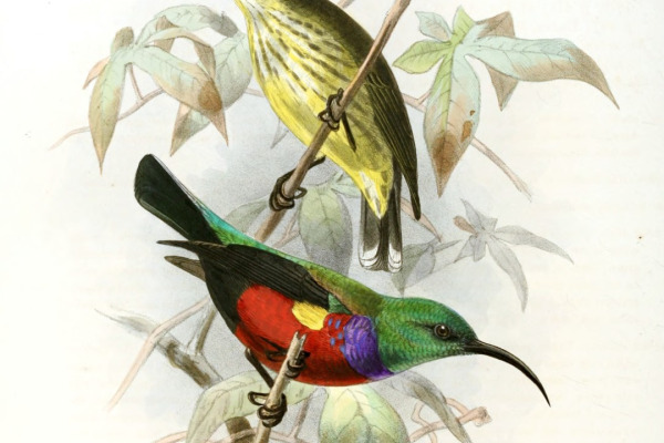 Johanna's Sunbird