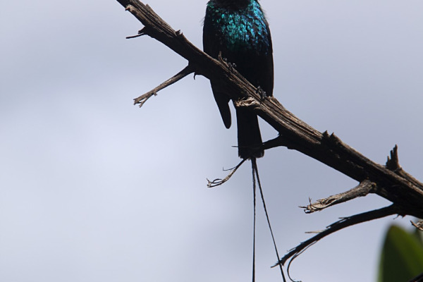 Johnston's Sunbird