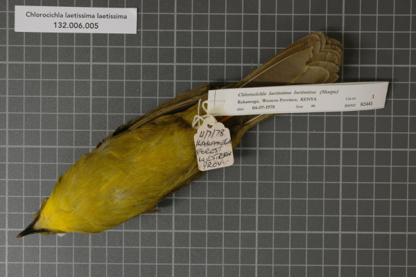 Joyful Greenbul