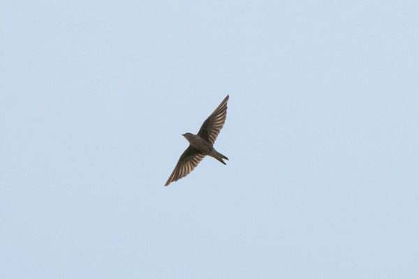 Juan Fernandez firecrown
