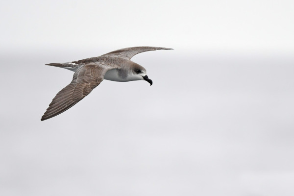 Juan Fernandez Petrel