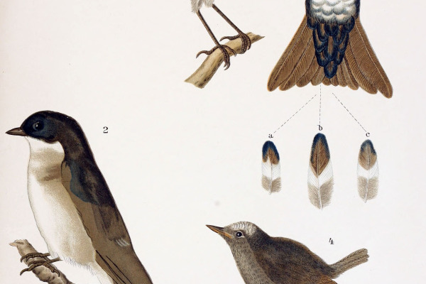 Juan Fernandez tit-tyrant