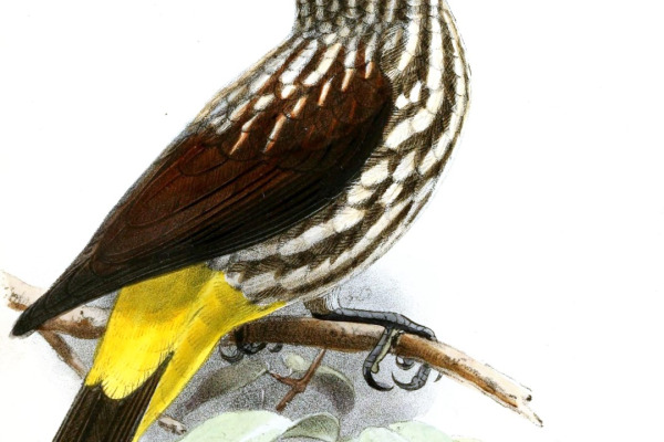 Julia's Spiderhunter