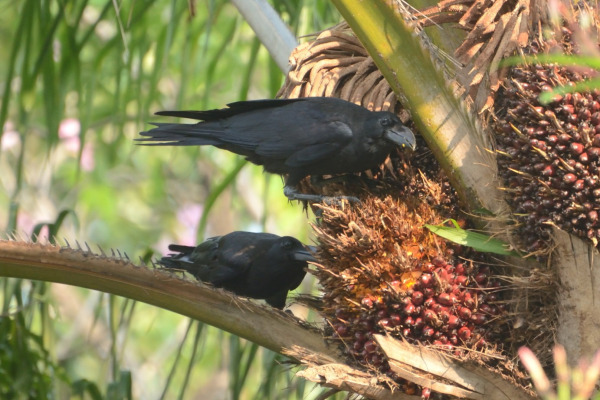 Jungle Crow