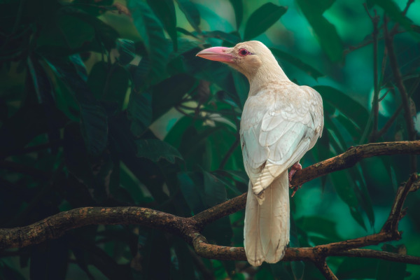 Jungle Crow