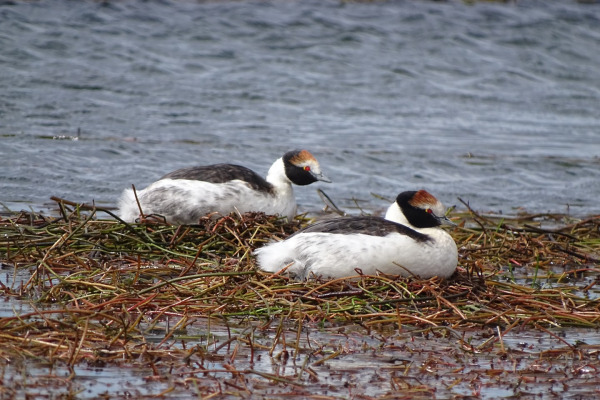 Junin Grebe