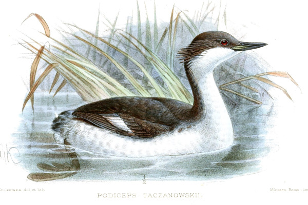 Junin Grebe