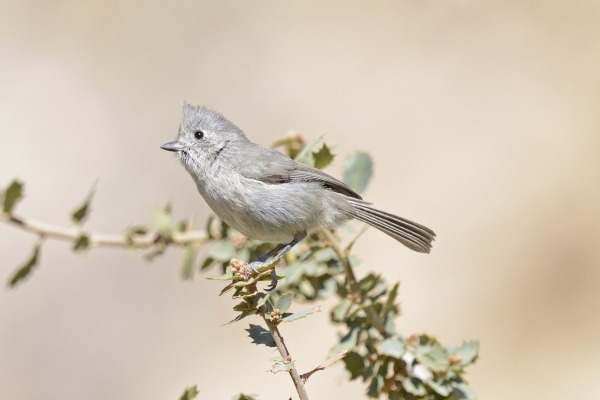 Juniper Titmouse