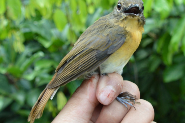Kaday's Blue Flycatcher
