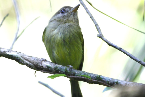 Kaempfer's Tody-Tyrant