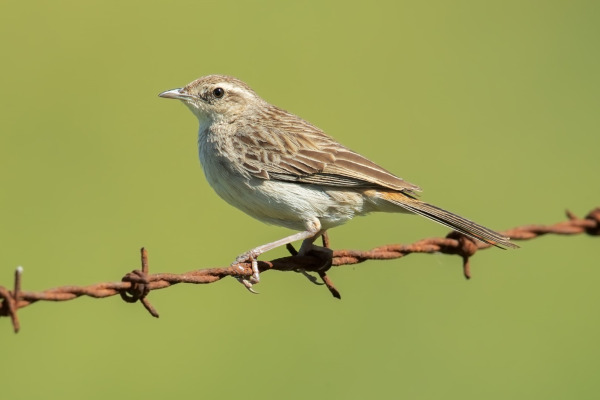 Kai Cicadabird