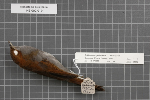 Kakamega Turaco
