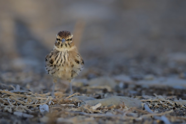 Kalahari Lark