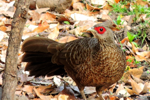 Kalij Pheasant