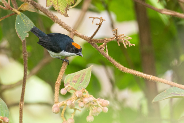 Kampalili Flowerpecker