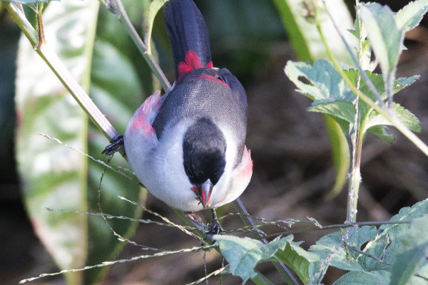 Kandt's Waxbill