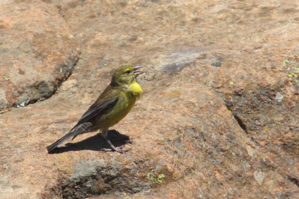 Karoo Canary