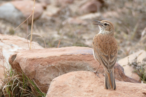 Karoo Lark