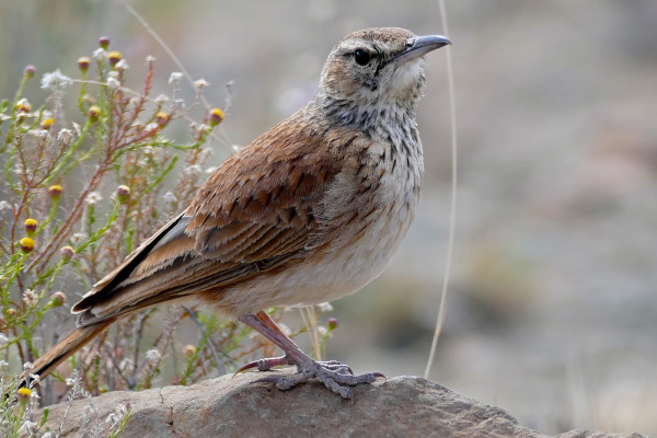 Karoo Lark