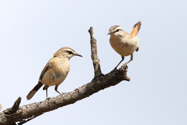 Karoo Scrub Robin