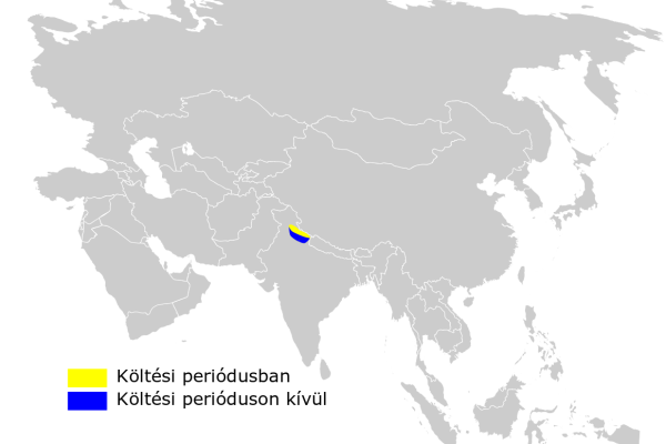 Kashmir grasshopper warbler