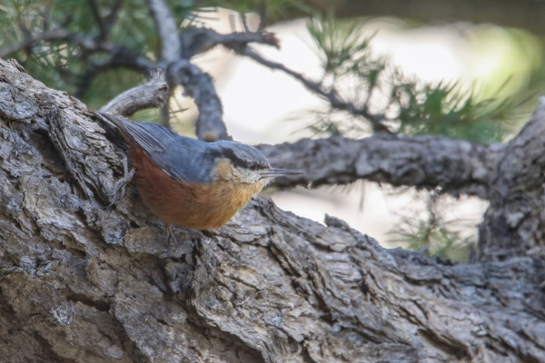 Kashmir Nuthatch