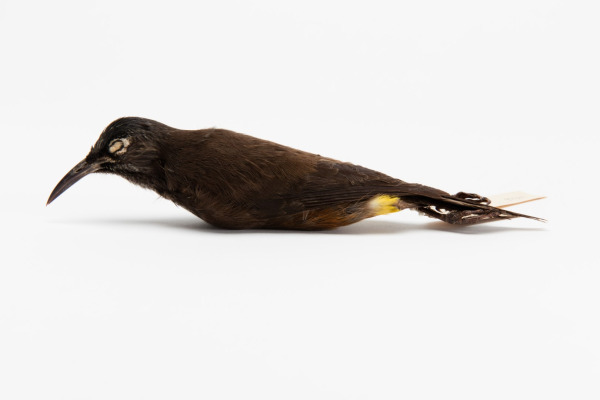 Kauaʻi ʻōʻō