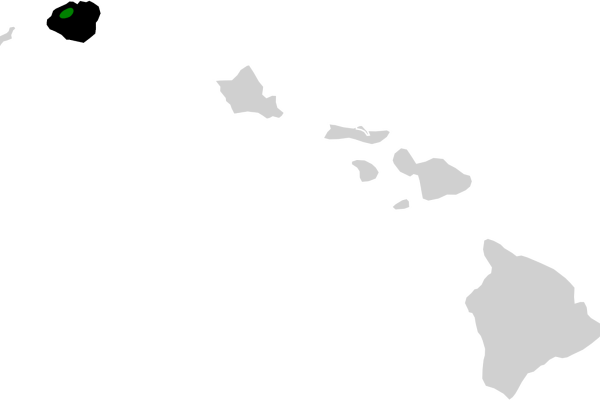 Kauai 'Akepa