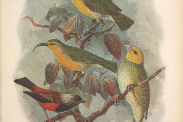 Kauai Akialoa