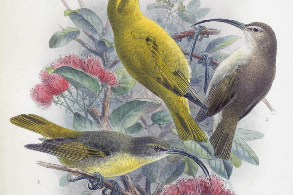 Kauai Akialoa