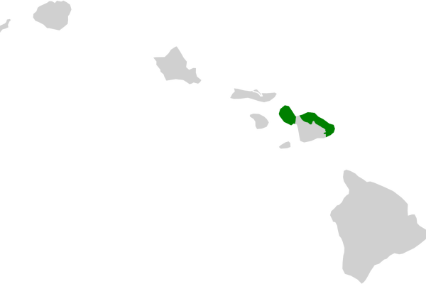 Kauai Akialoa