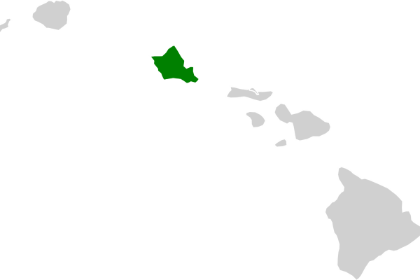 Kauai Amakihi