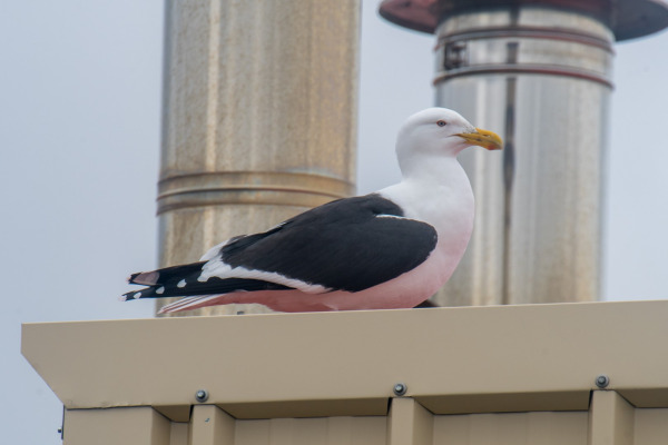 Kelp Gull