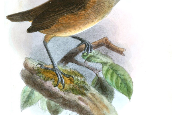 Kemp's Longbill