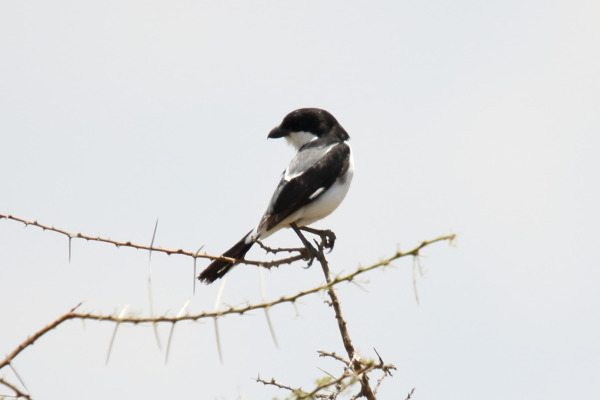 Kenya Rufous Sparrow