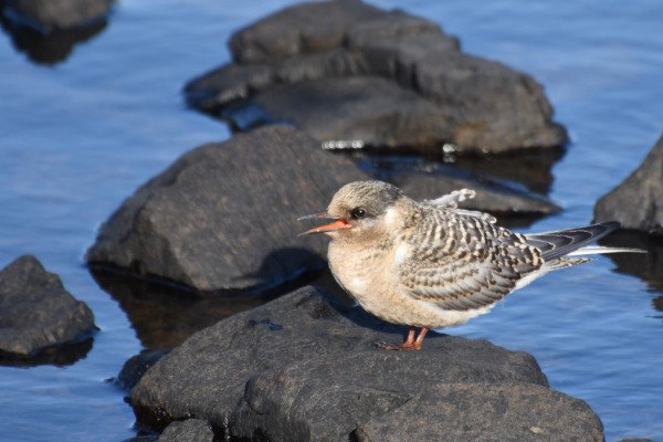 Kerguelen Tern