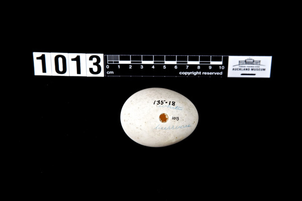 Kermadec petrel