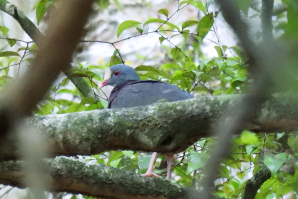 Key West Quail-Dove
