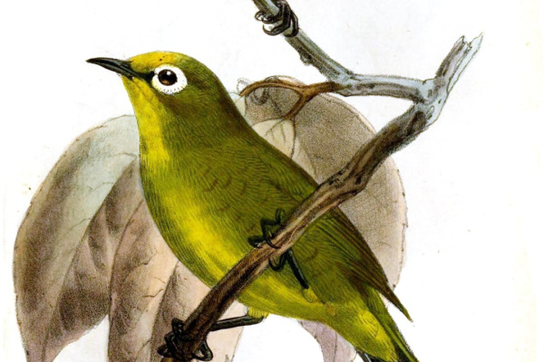 Kikuyu White-eye